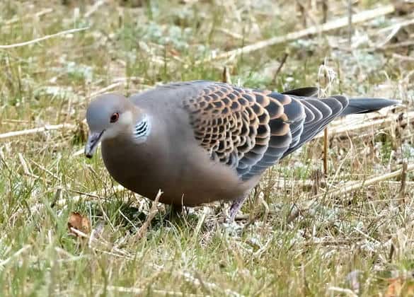 動物図鑑・キジバト